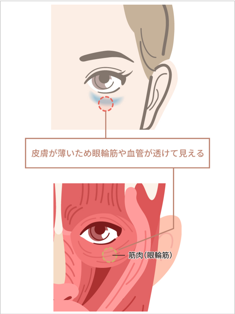 皮膚が薄いため眼輪筋や血管が透けて見える　皮下脂肪のある部分とない部分の境界に線ができる